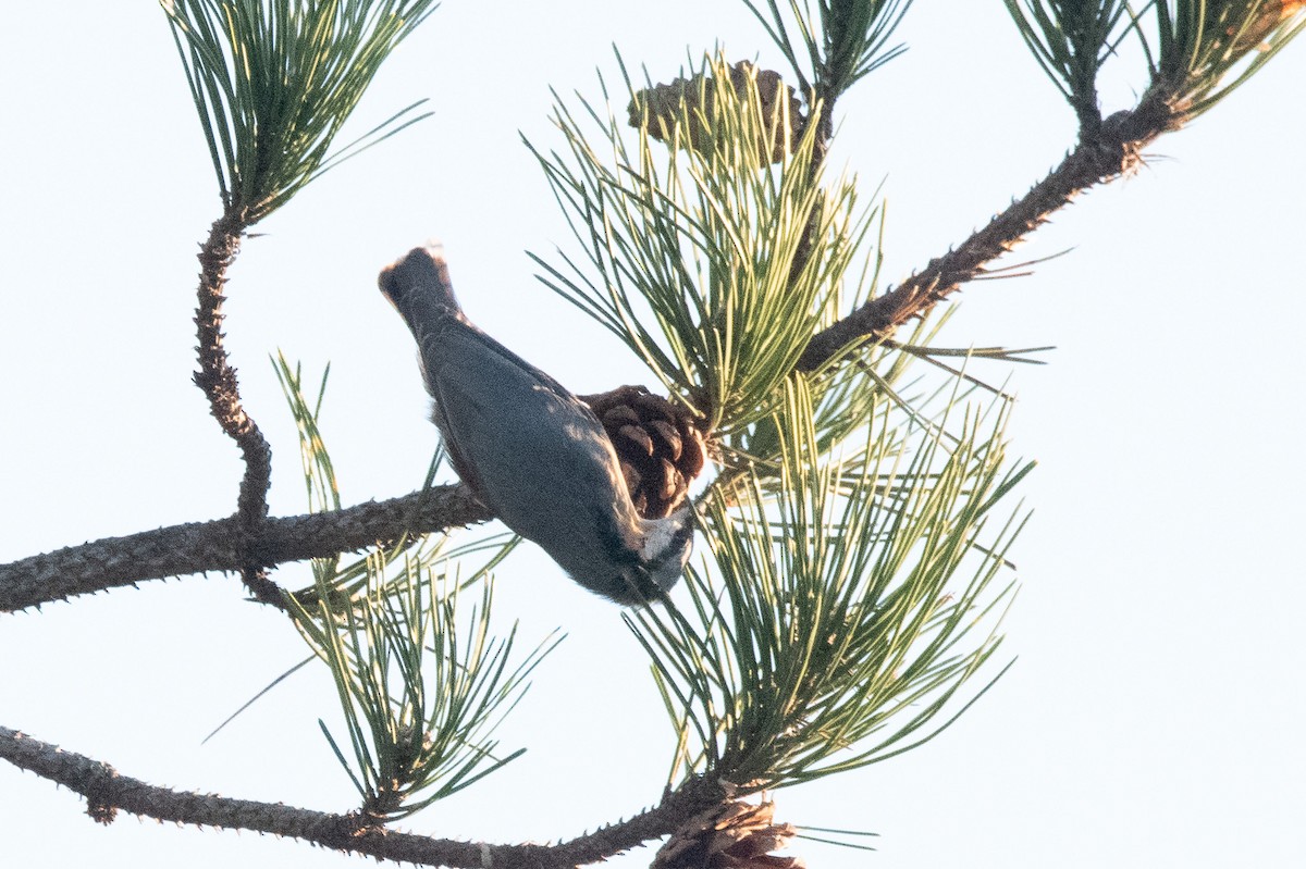 Eurasian Nuthatch - ML645009132