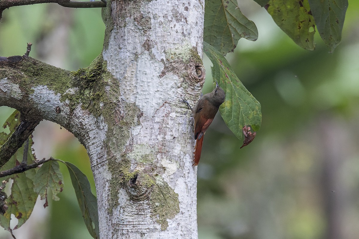 Olivaceous Woodcreeper - ML645009133