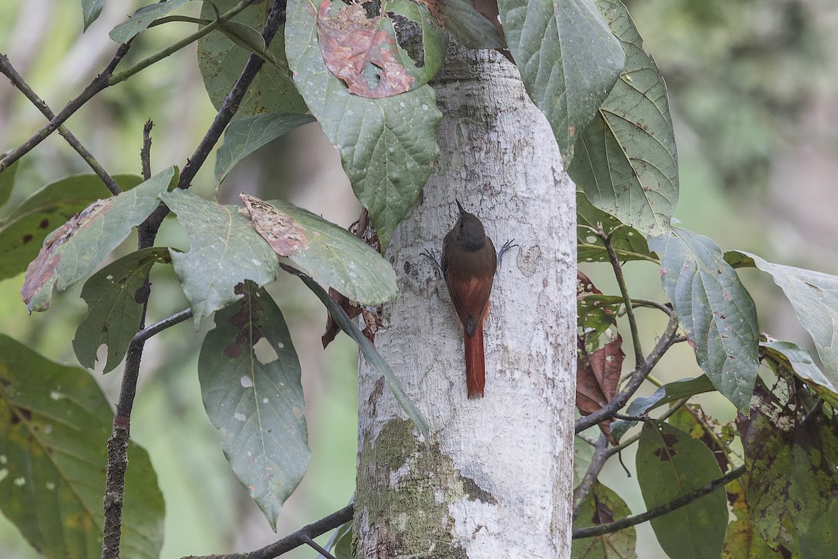 Olivaceous Woodcreeper - ML645009134