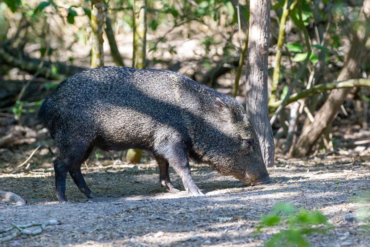 Texas Collared Peccary - ML645009139