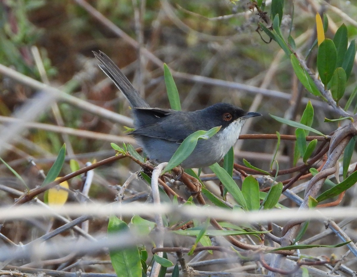 Sardinian Warbler - ML645009165