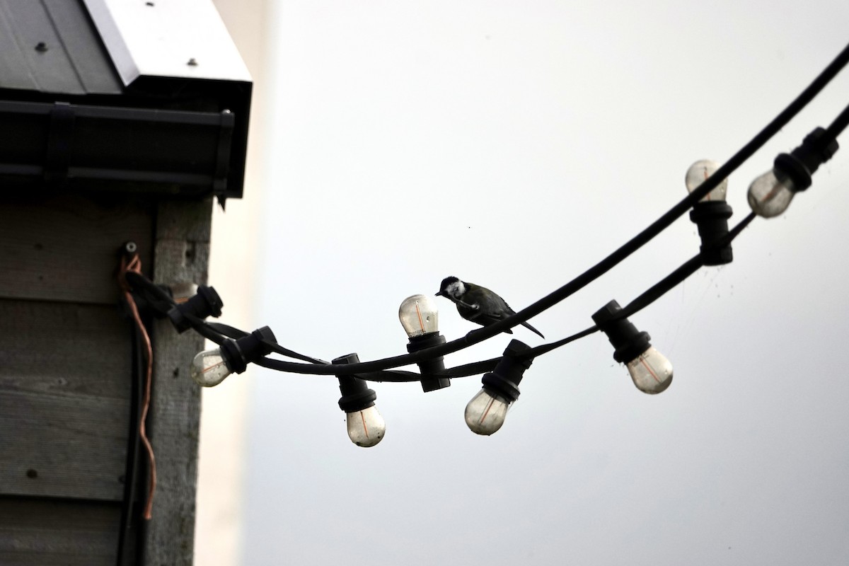 Большая синица - ML645009166