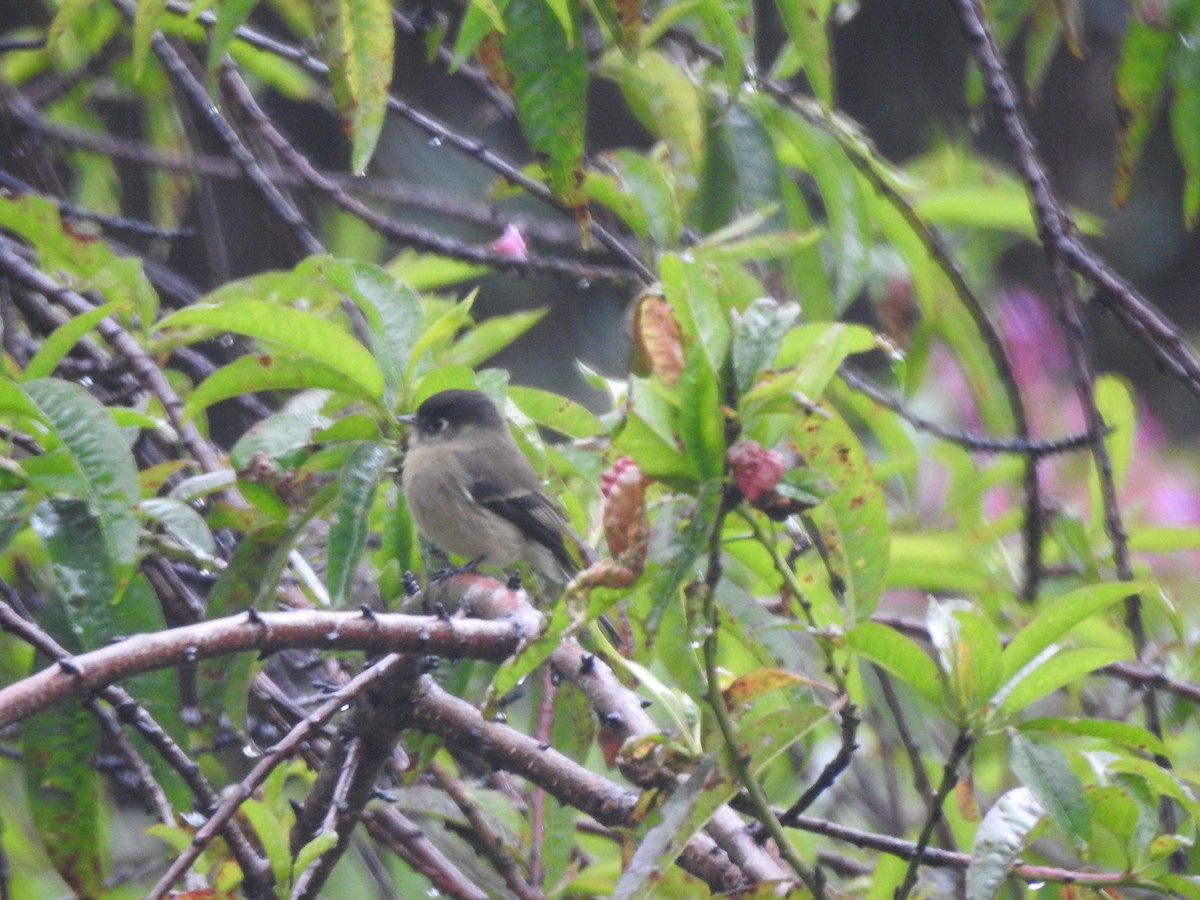 Black-capped Flycatcher - ML645009170