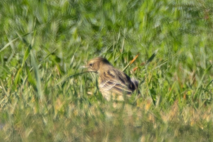 Red-throated Pipit - ML645009188