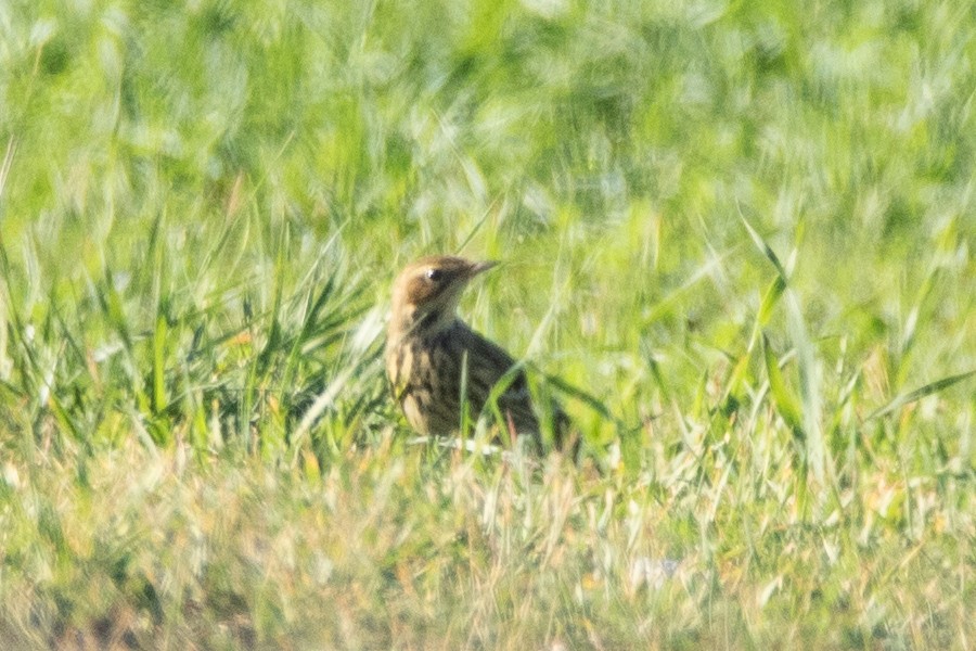 Red-throated Pipit - ML645009189