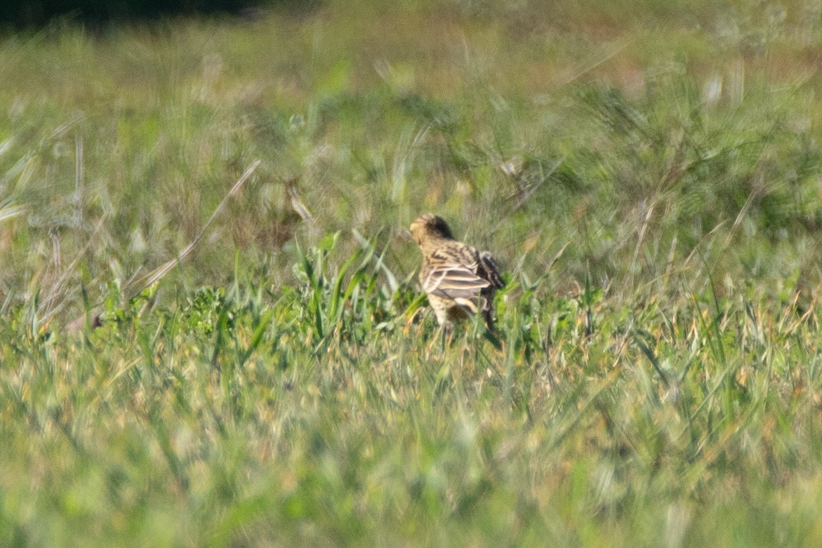 Red-throated Pipit - ML645009190