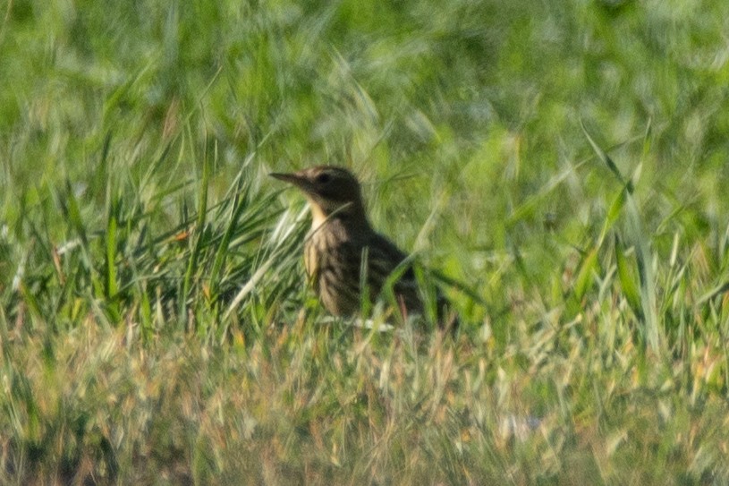 Red-throated Pipit - ML645009191