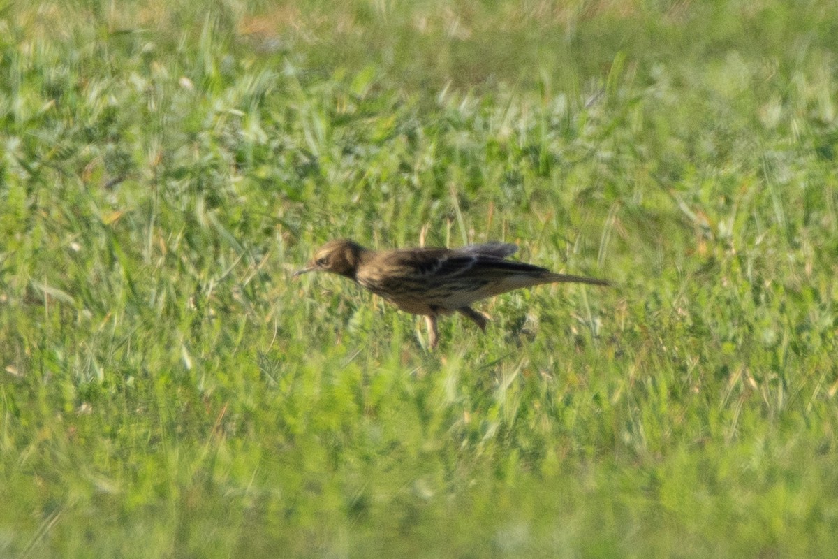 Red-throated Pipit - ML645009192