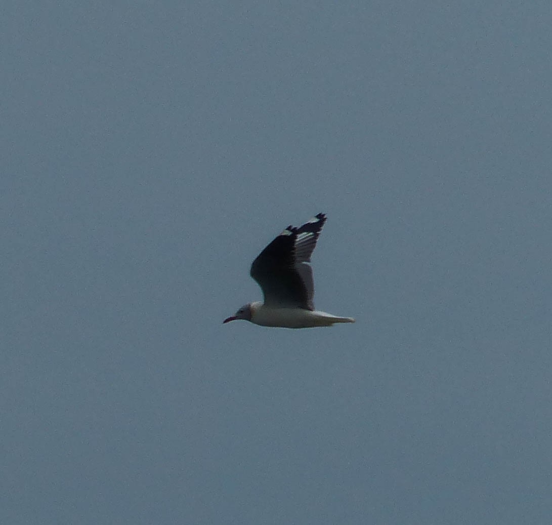 gråhodemåke - ML645009193