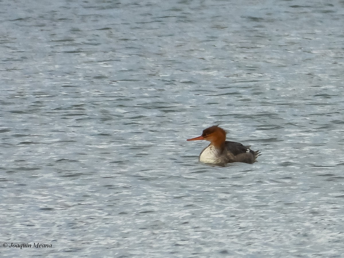 Red-breasted Merganser - ML645009214