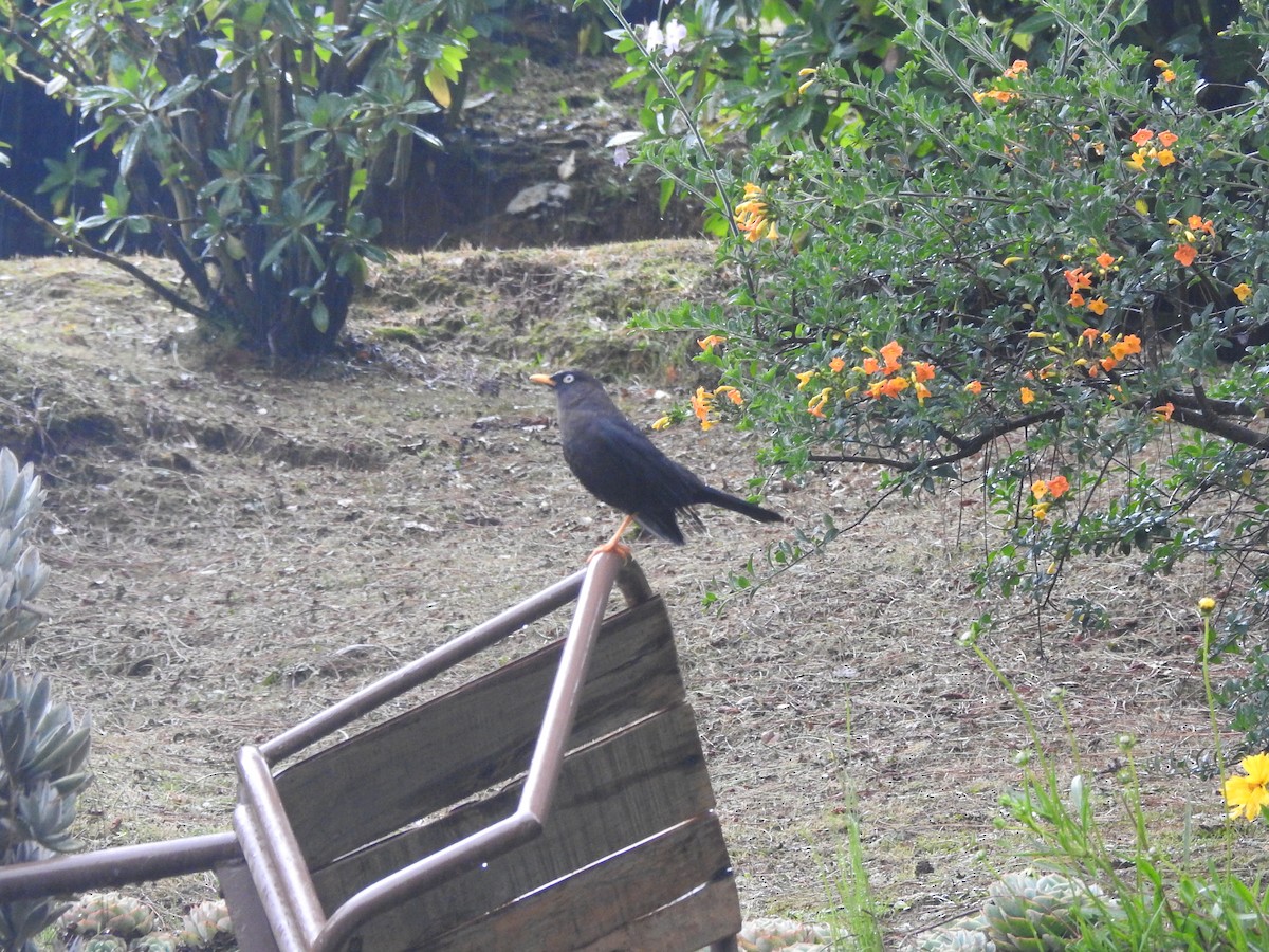 Sooty Thrush - ML645009216