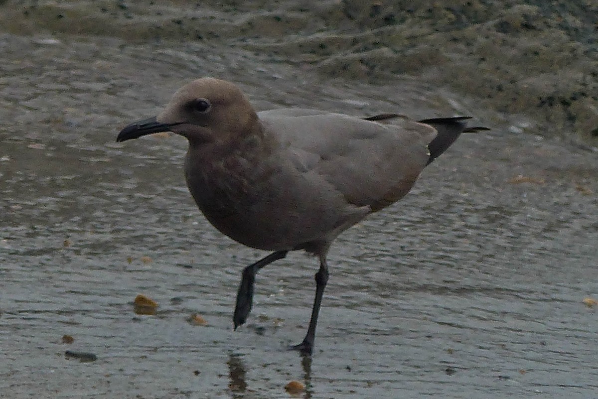 racek tmavý - ML645009218