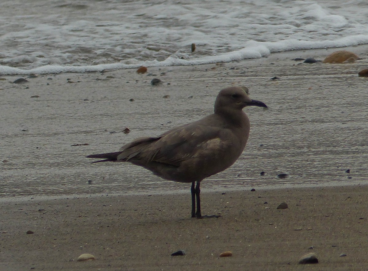 racek tmavý - ML645009219