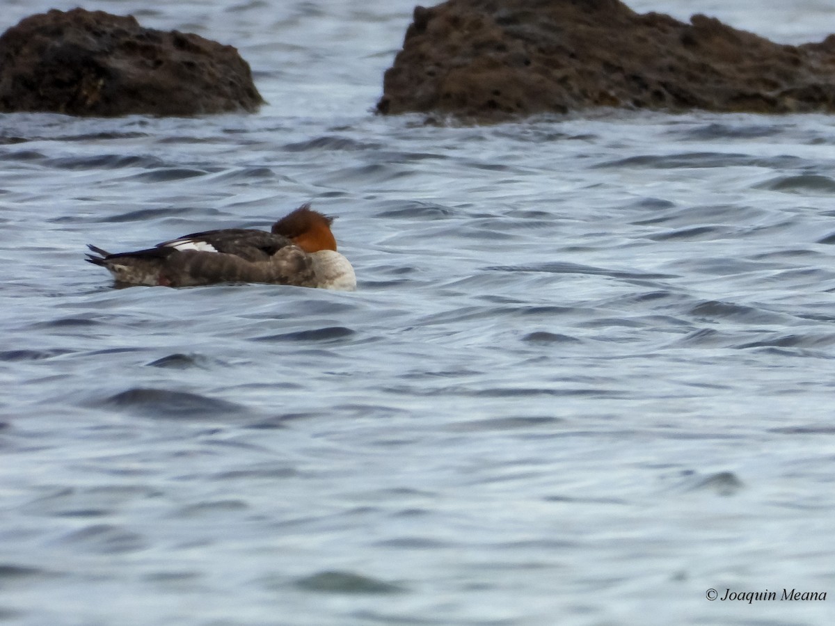 Red-breasted Merganser - ML645009225