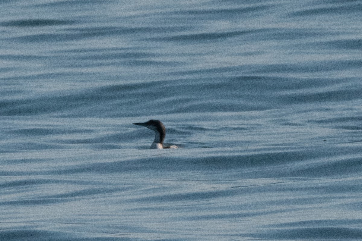 Arctic Loon - ML645009230