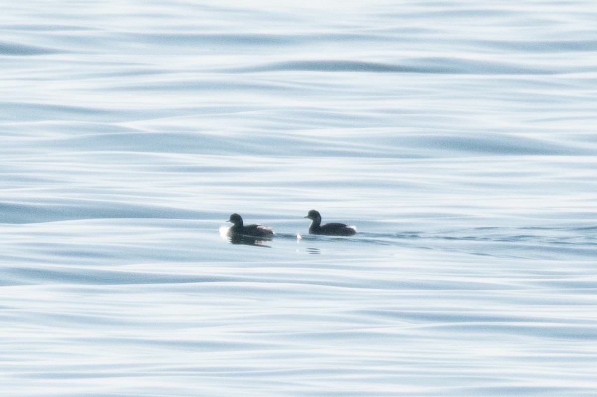 potápka černokrká - ML645009235