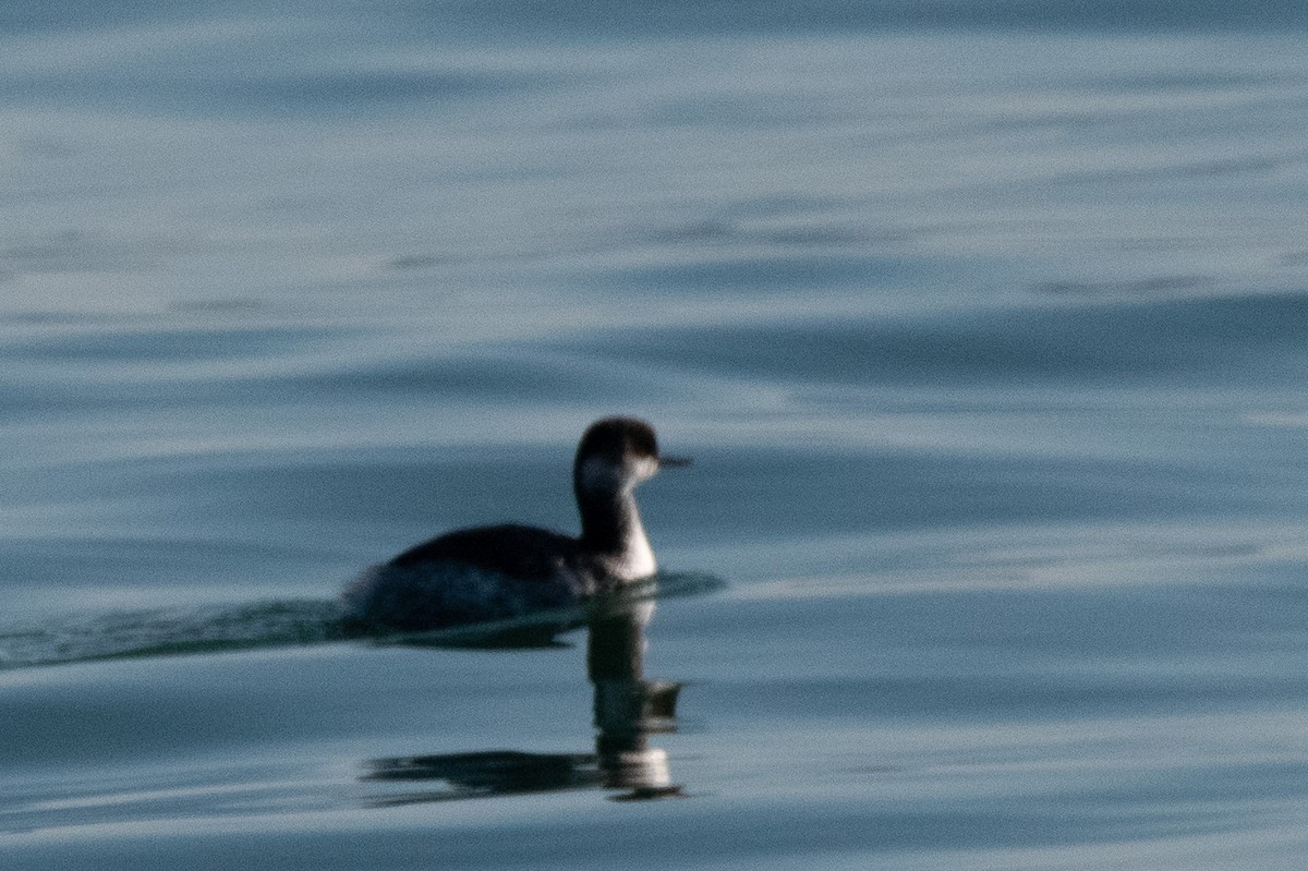 potápka černokrká - ML645009236