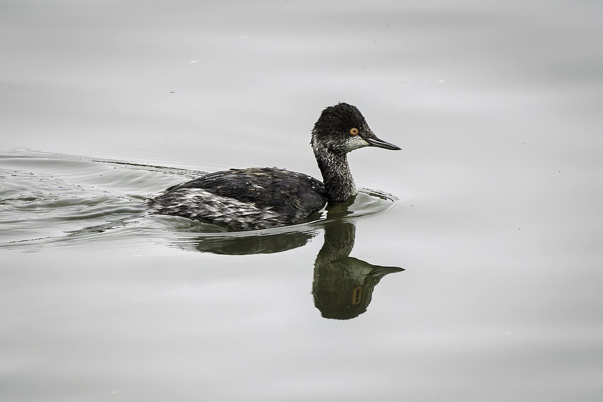 potápka černokrká - ML645009237