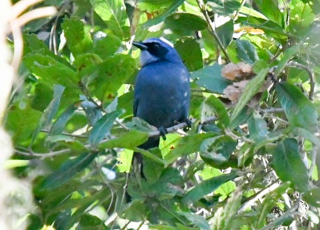 Dwarf Jay - ML645009240