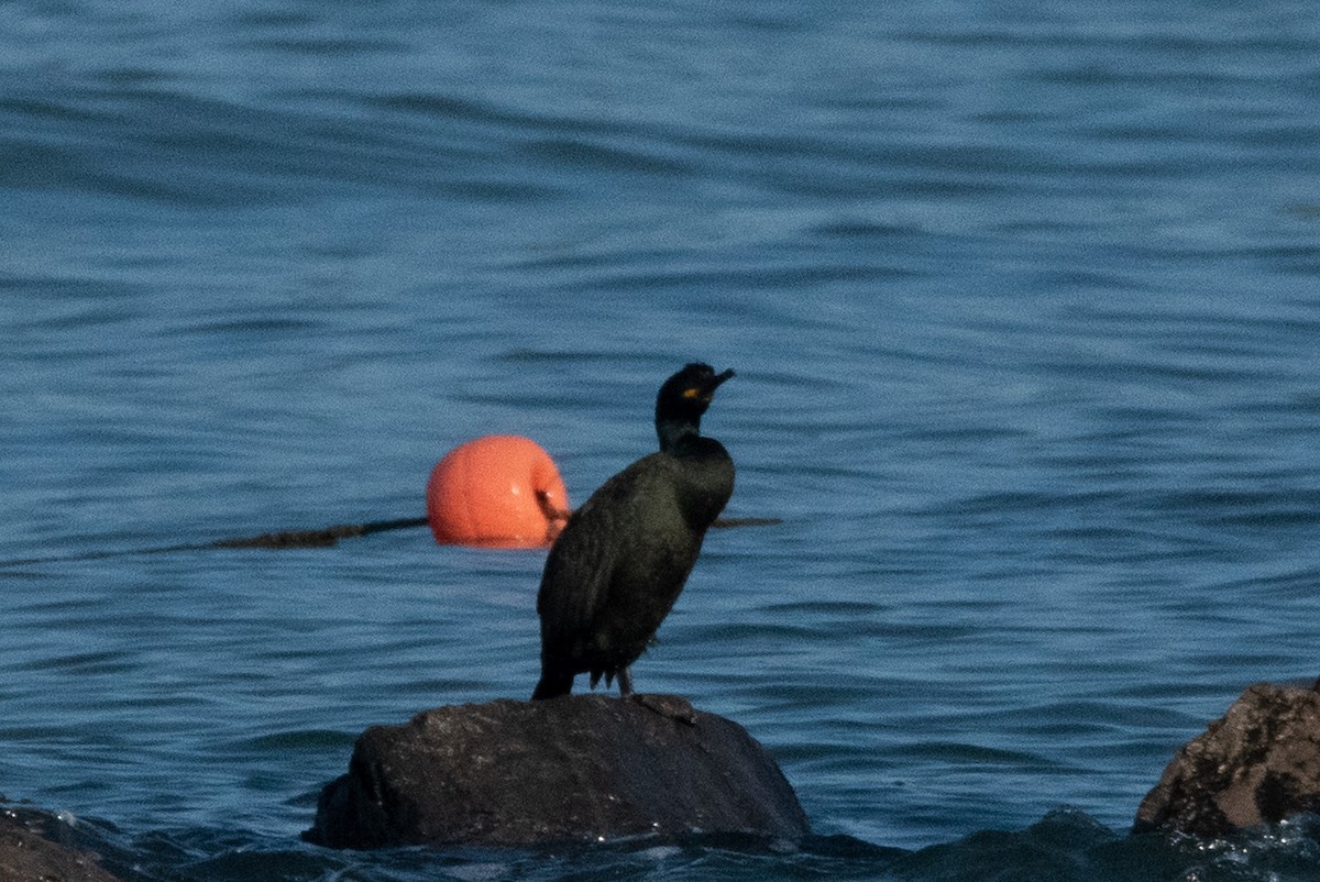 European Shag - ML645009245