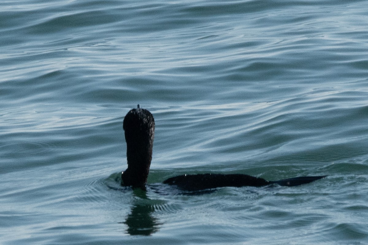 European Shag - ML645009246