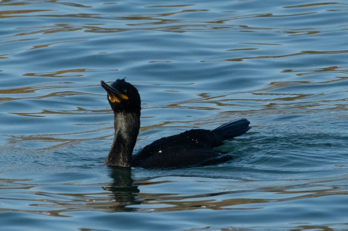 European Shag - ML645009247