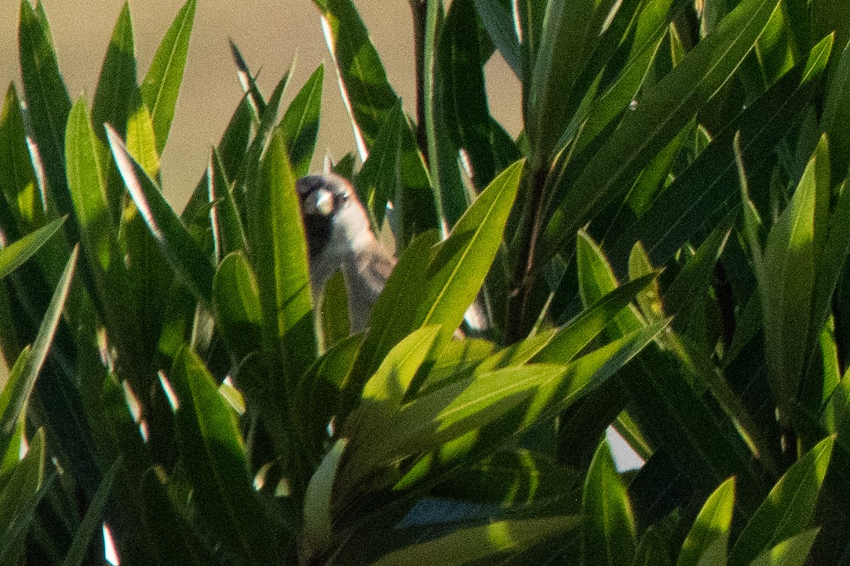 House Sparrow - ML645009255