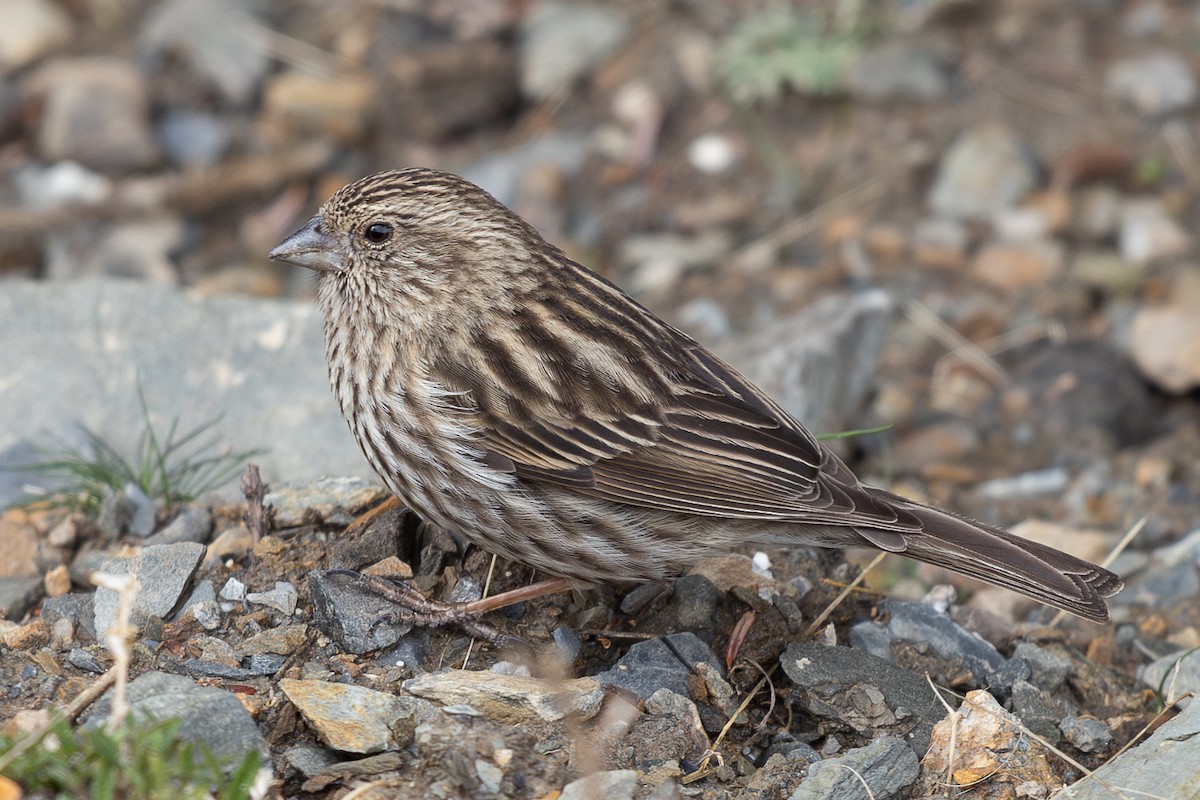 Himalayan Beautiful Rosefinch - ML645009262