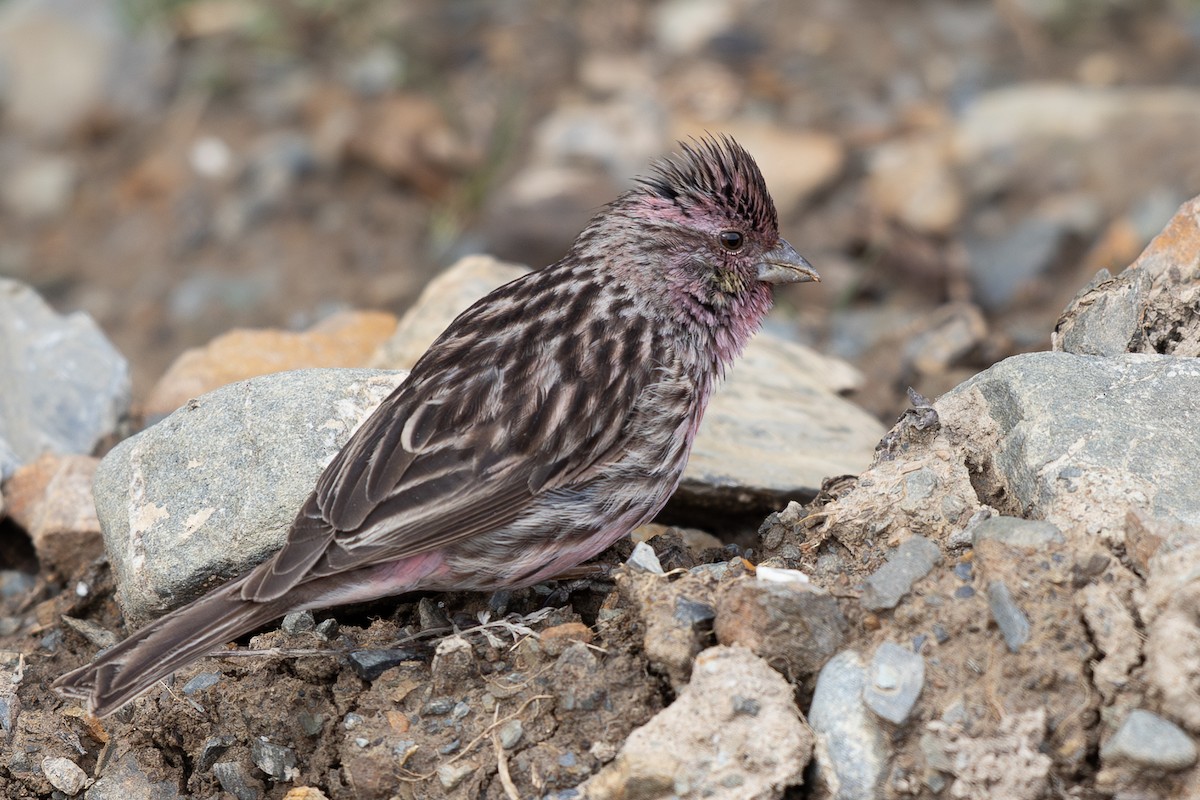 Himalayan Beautiful Rosefinch - ML645009263