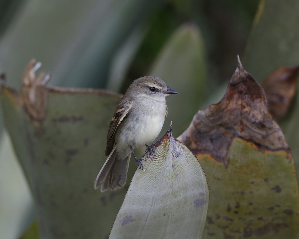 Fuscous Flycatcher - ML645009268