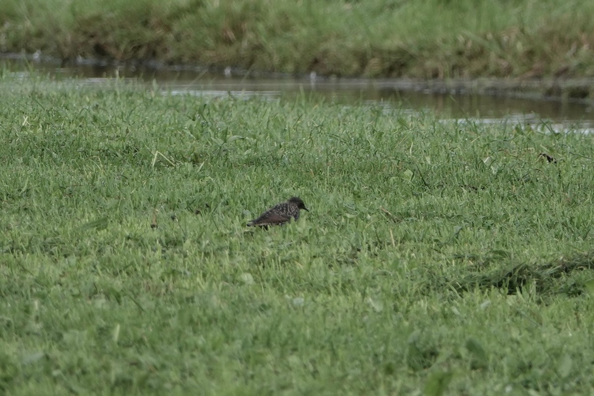 Обыкновенный скворец - ML645009288