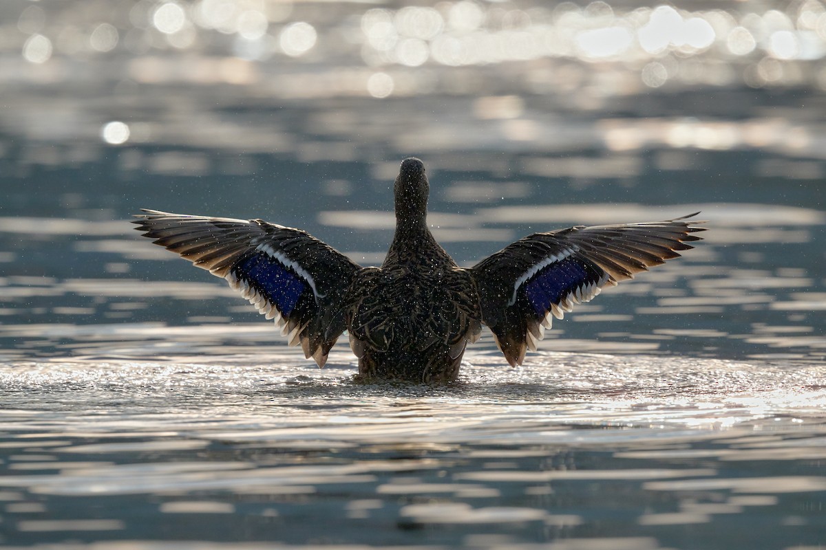 Mallard - ML645009290