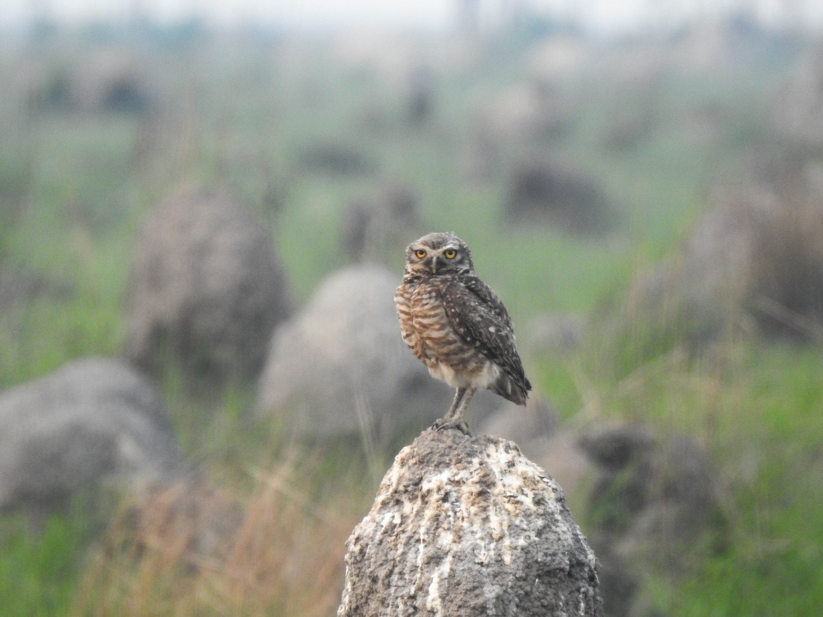 Burrowing Owl - ML645009302