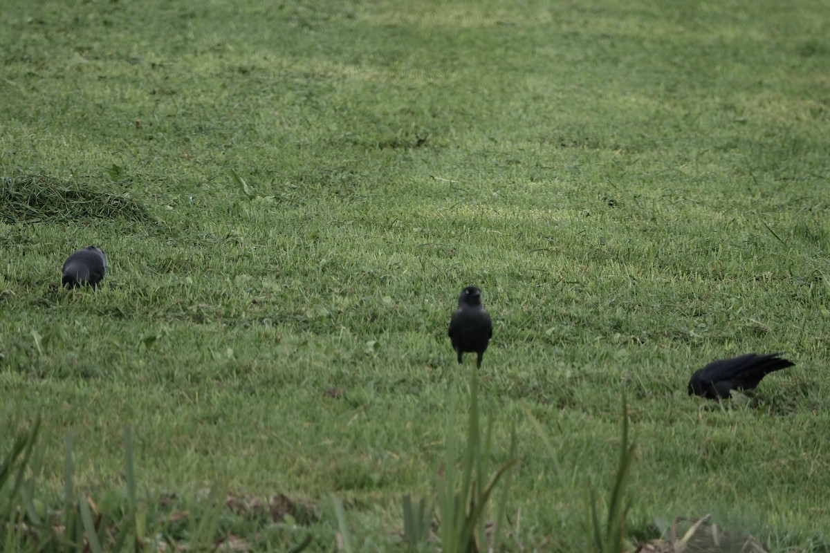 Галка - ML645009314