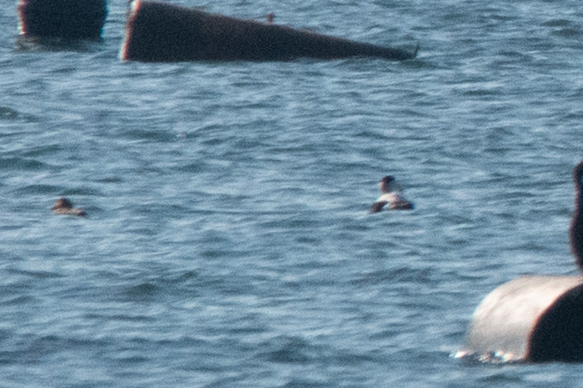 Common Eider - ML645009326