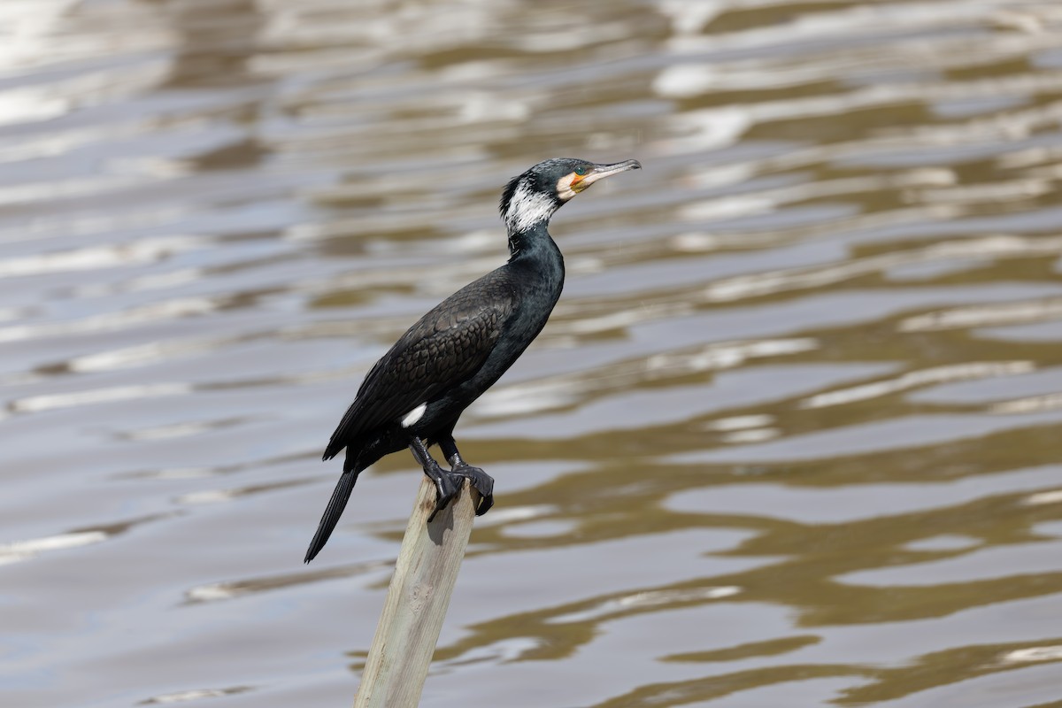 Great Cormorant - ML645009334