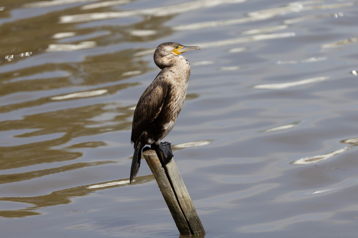 Great Cormorant - ML645009335