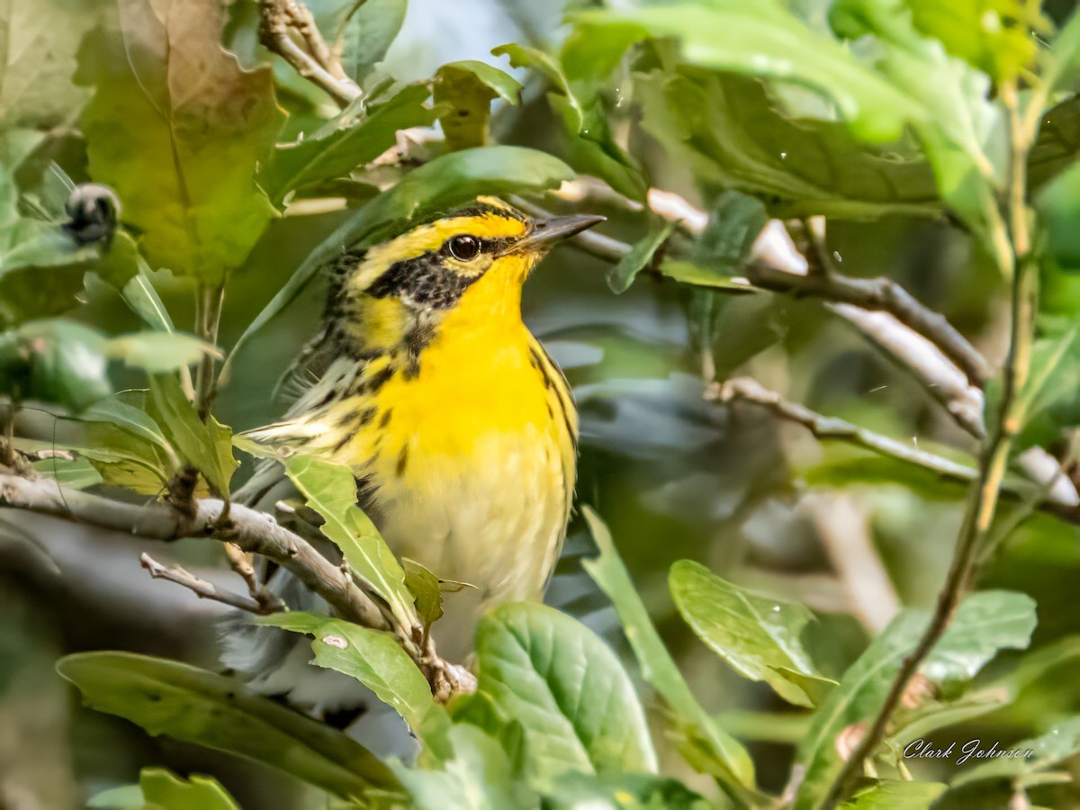 hemlokkparula - ML645009336