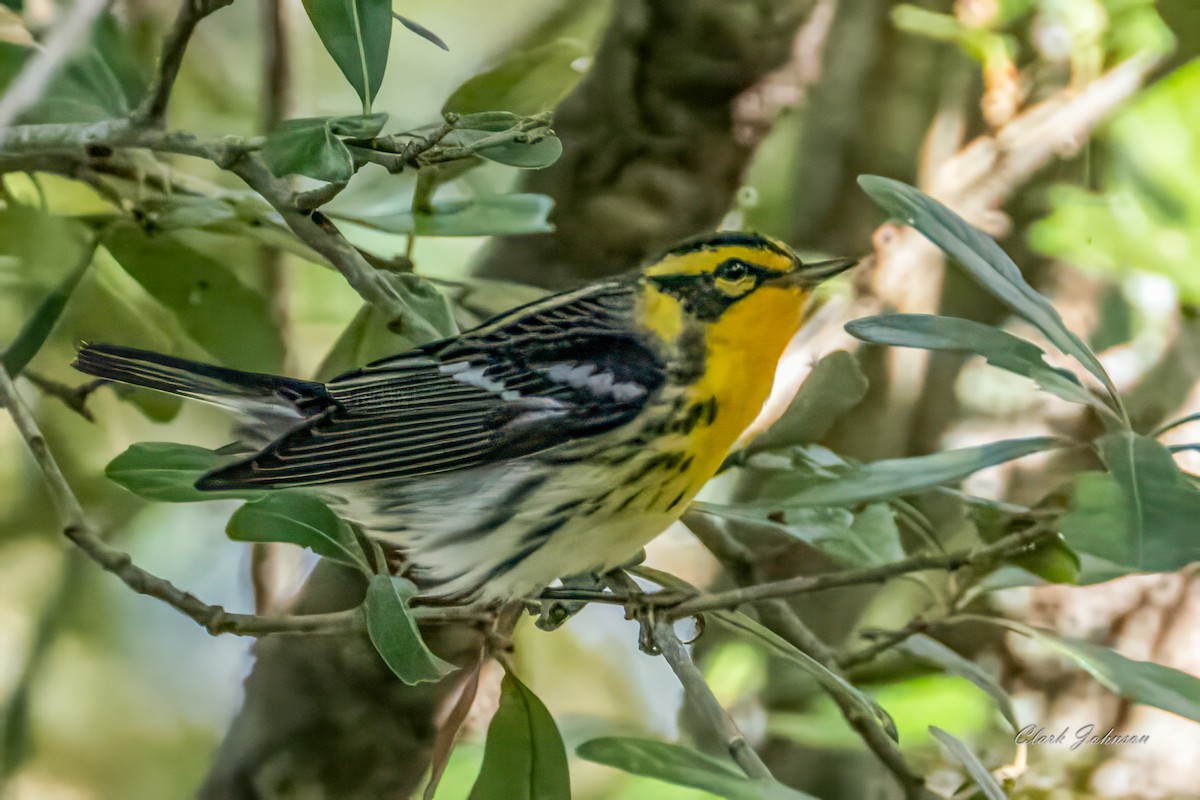 hemlokkparula - ML645009337