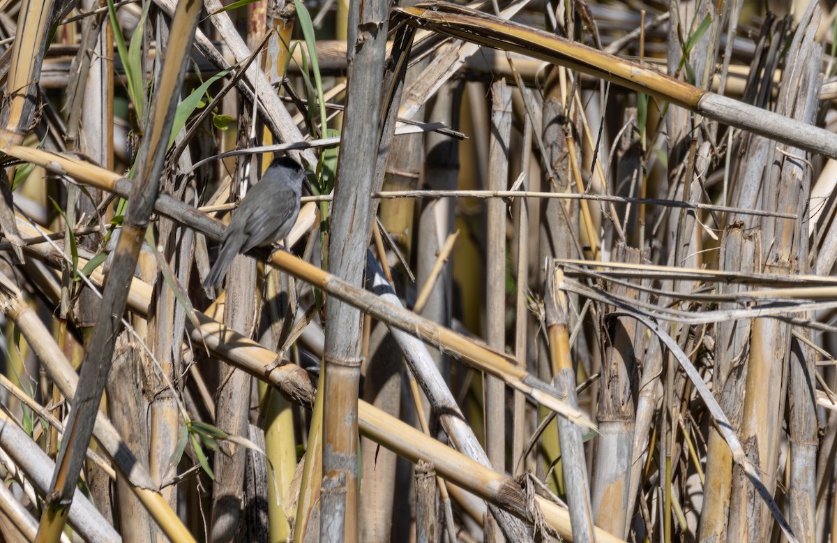 Eurasian Blackcap - ML645009343