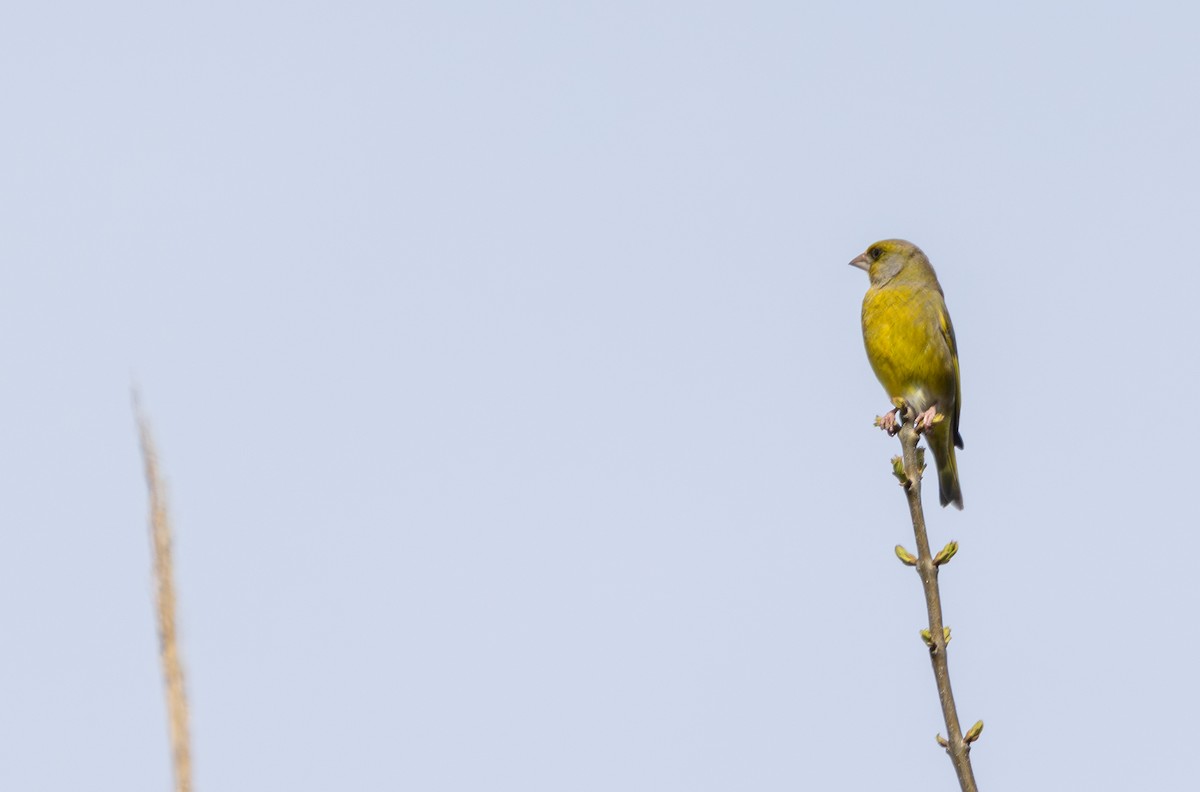 European Greenfinch - ML645009356