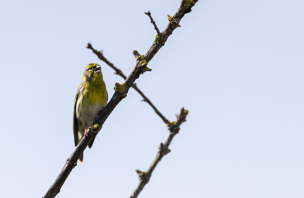 Txirriskila arrunta - ML645009361