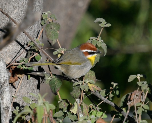 Rufous-capped Warbler - ML645009363