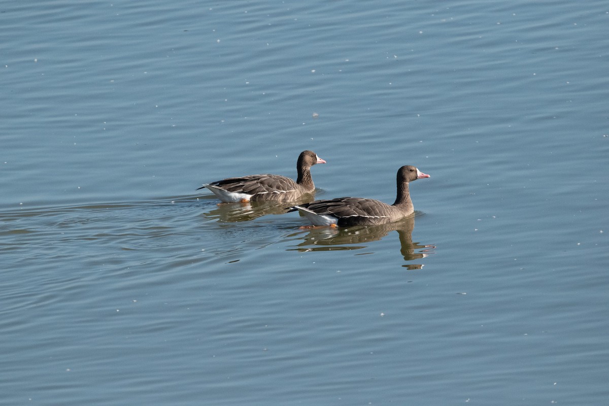 Greater White-fronted Goose - ML645009366