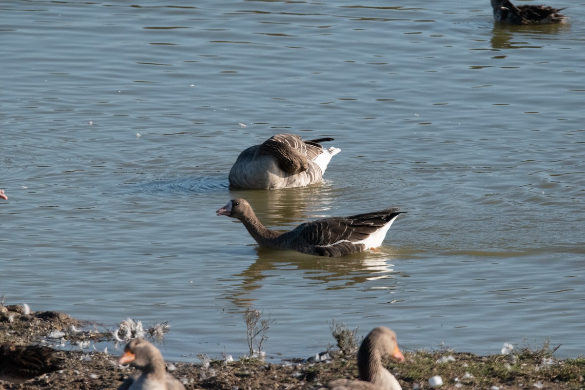 Greater White-fronted Goose - ML645009367