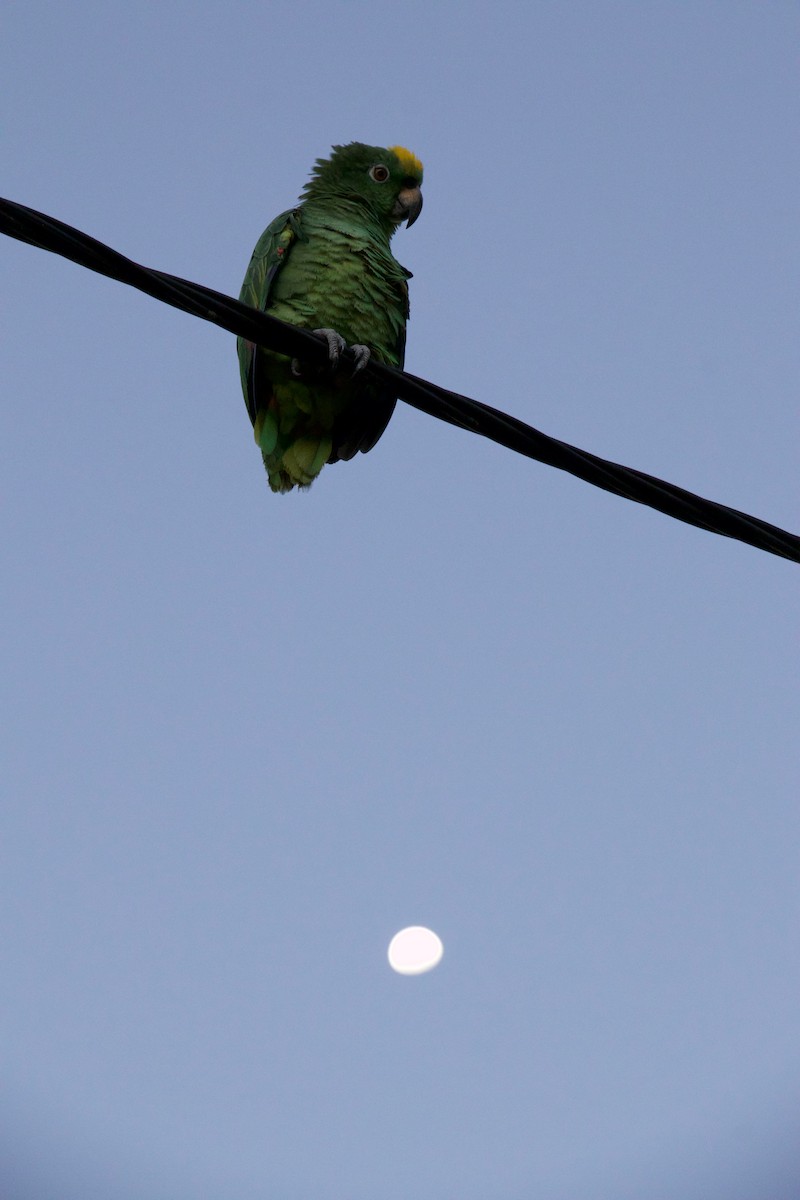 Амазон тринідадський - ML645009370