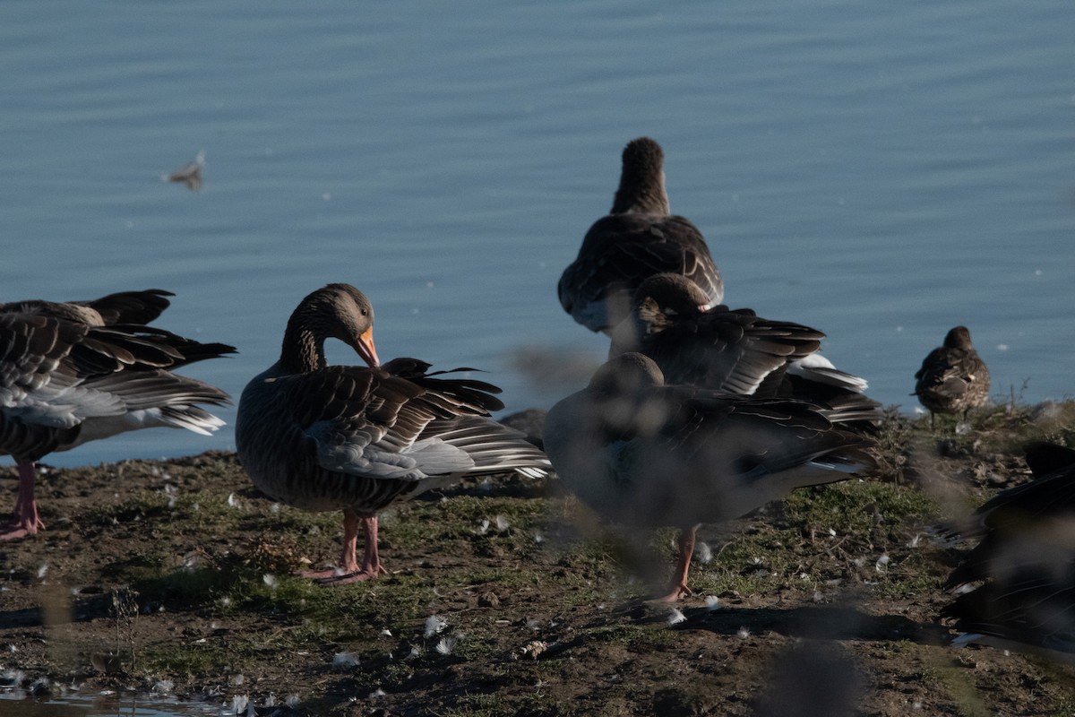 Oca selvatica - ML645009373