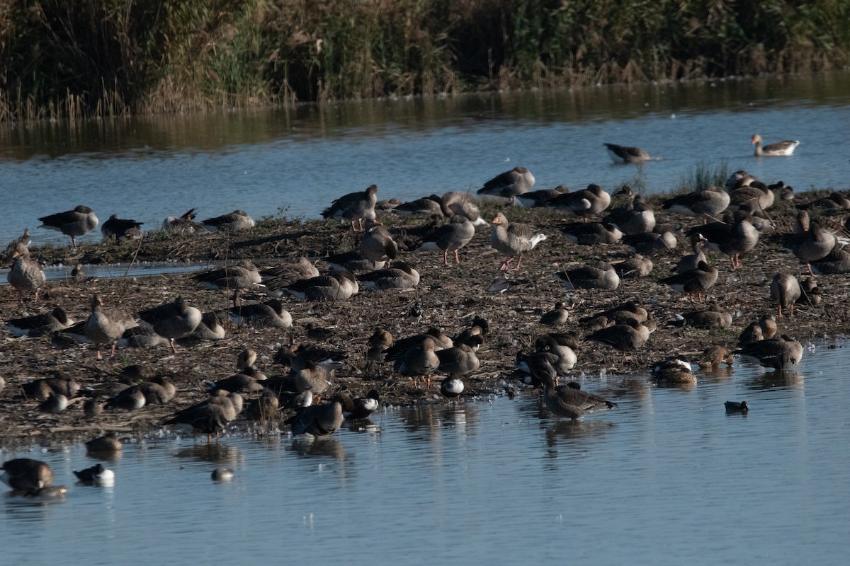 Oca selvatica - ML645009374