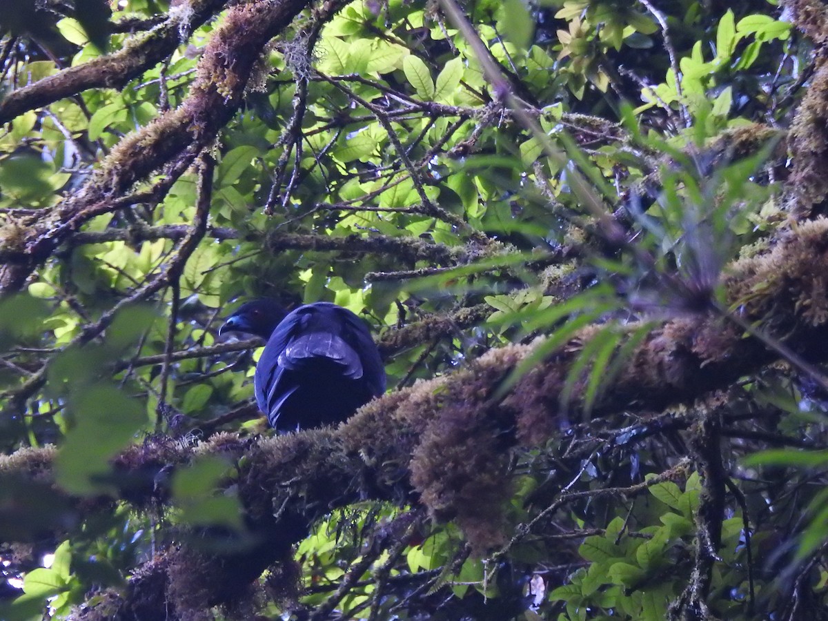 Black Guan - ML645009380