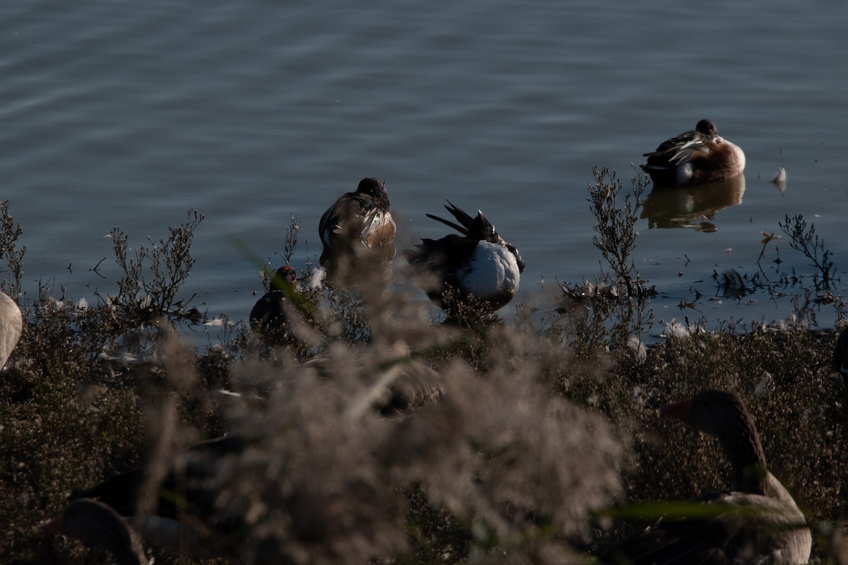Northern Shoveler - ML645009381